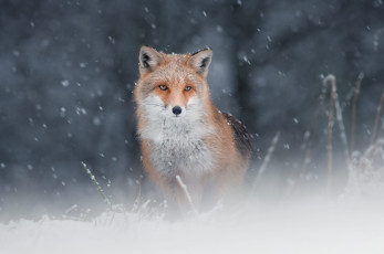 Картинка животные лисы лиса