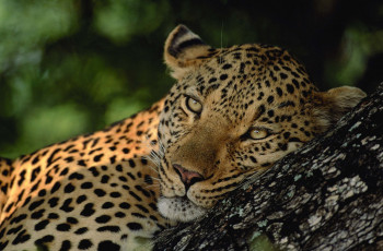 Картинка животные леопарды лежит