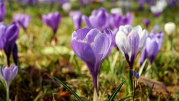Картинка цветы крокусы весна первоцветы лиловые