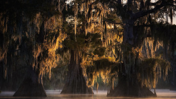 Картинка природа деревья мощные стволы