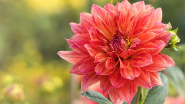 Обои картинки фото цветы, георгины, георгин, макро