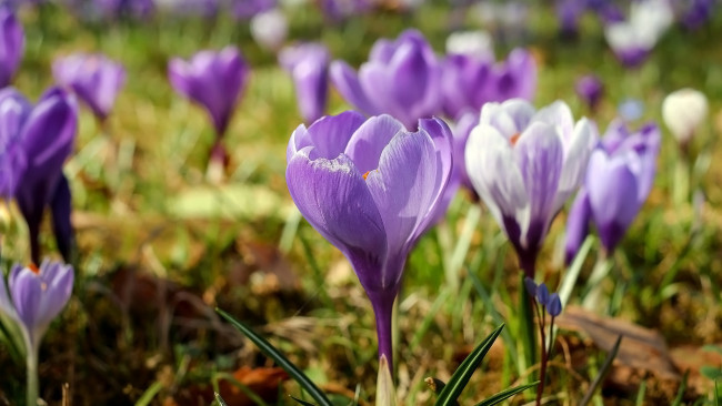 Обои картинки фото цветы, крокусы, весна, первоцветы, лиловые