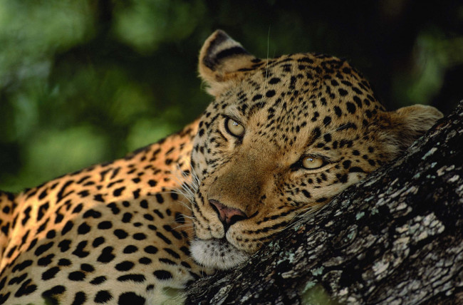Обои картинки фото животные, леопарды, лежит