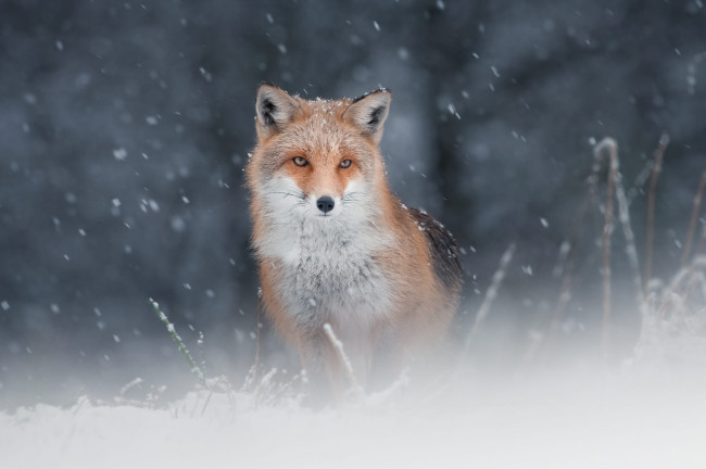 Обои картинки фото животные, лисы, лиса