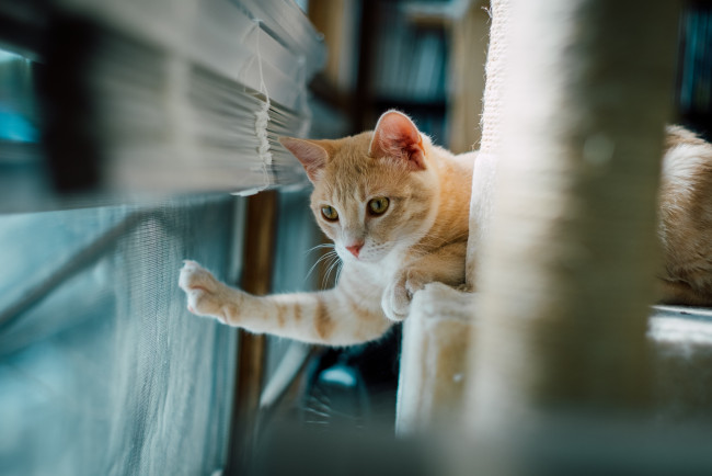 Обои картинки фото животные, коты, кот, кошка