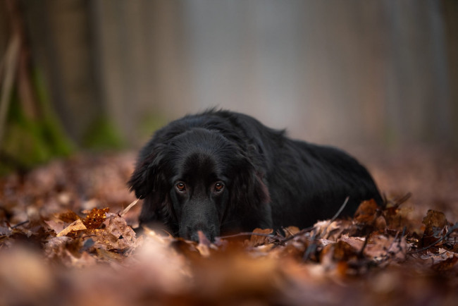 Обои картинки фото животные, собаки, собака