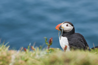 Картинка животные тупики птица