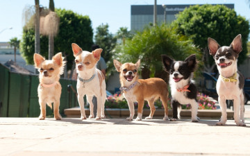 обоя кино фильмы, beverly hills chihuahua 2, собаки