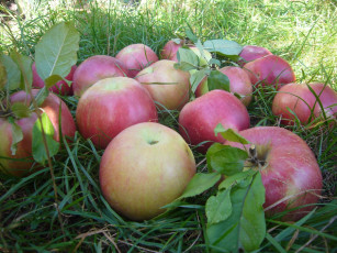 обоя еда, яблоки