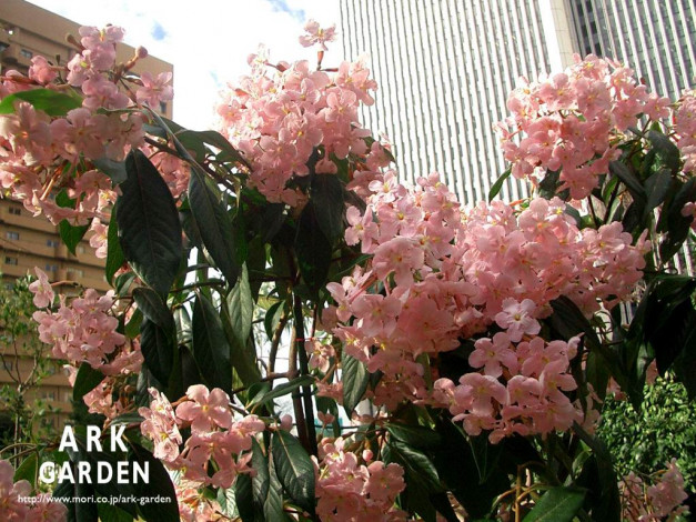 Обои картинки фото цветы, цветущие, деревья, кустарники