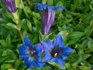 Картинка цветы горечавки