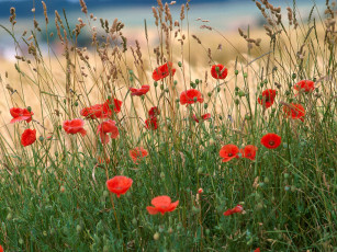 Картинка цветы маки