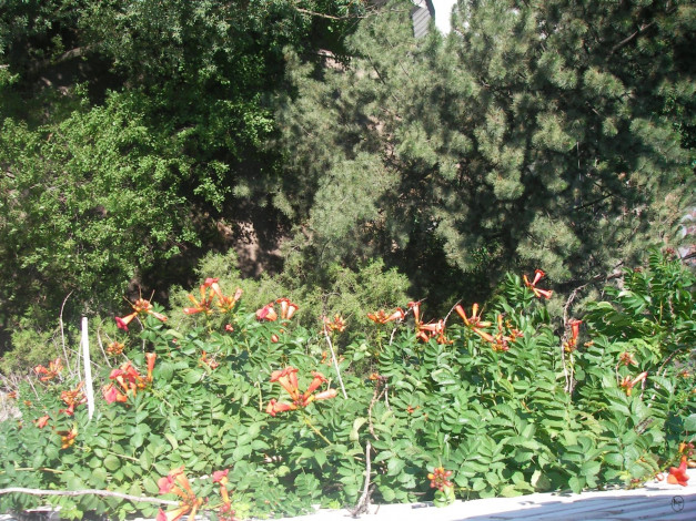 Обои картинки фото цветы