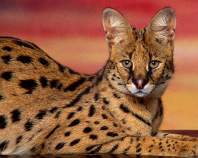 Картинка животные сервалы