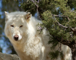 Картинка животные волки