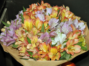 Картинка цветы альстромерия