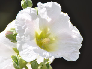 Картинка цветы мальвы