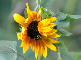 Картинка цветы подсолнухи