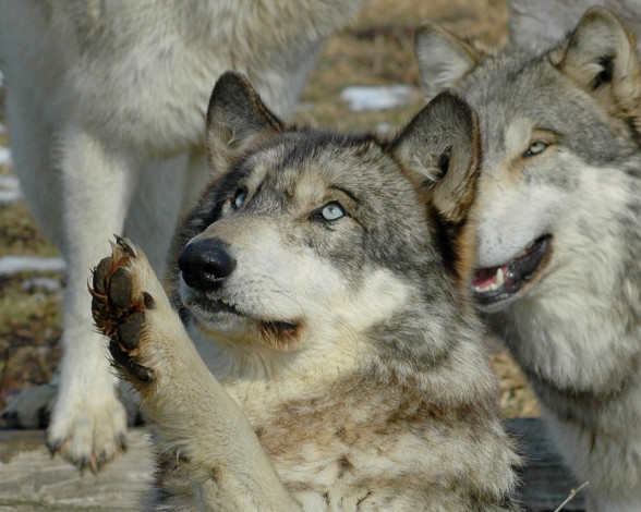 Обои картинки фото животные, волки