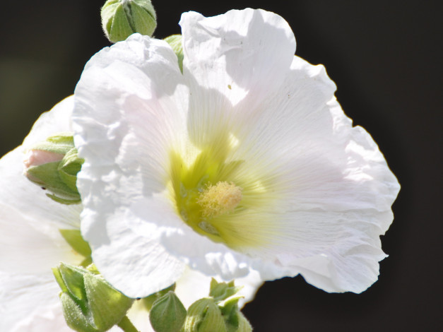 Обои картинки фото цветы, мальвы