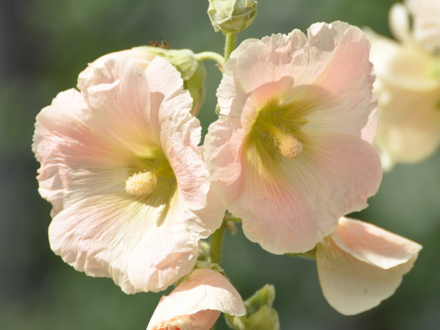 Обои картинки фото цветы, мальвы