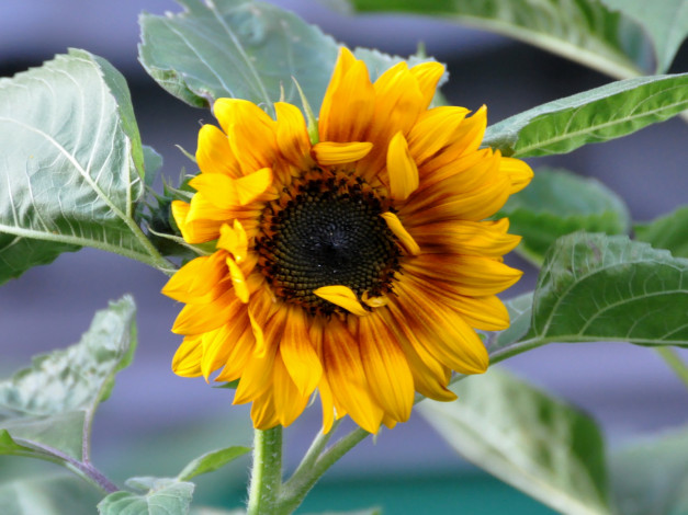 Обои картинки фото цветы, подсолнухи