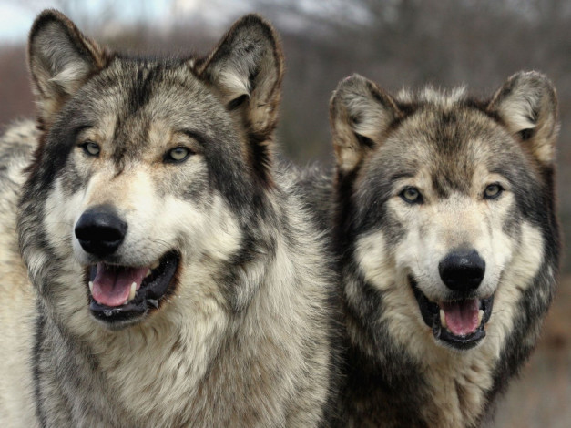 Обои картинки фото животные, волки