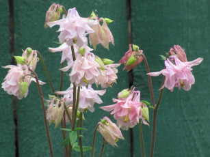 Картинка аквилегия цветы водосбор нежные розовые