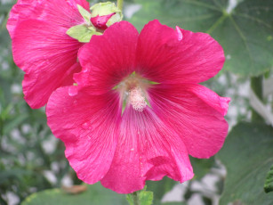 Картинка цветы мальвы розовый крупно