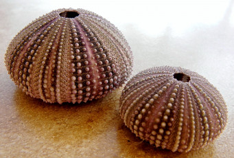 Картинка морские ежи разное ракушки кораллы декоративные spa камни морской ёж