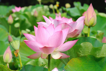 Картинка цветы лотосы