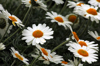 Картинка цветы ромашки белый много