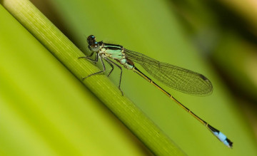 Картинка животные стрекозы