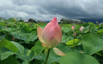 Картинка цветы лотосы