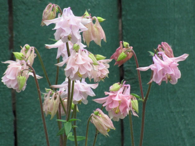 Обои картинки фото аквилегия, цветы, водосбор, нежные, розовые