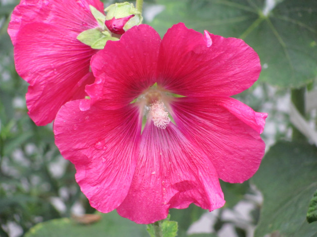 Обои картинки фото цветы, мальвы, розовый, крупно