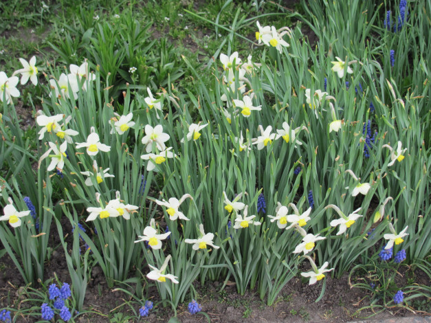 Обои картинки фото цветы, разные, вместе, белый, синий, зеленый