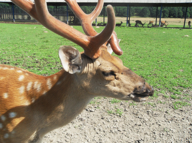 Обои картинки фото животные, олени, рога