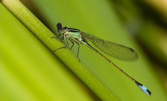 Обои картинки фото животные, стрекозы