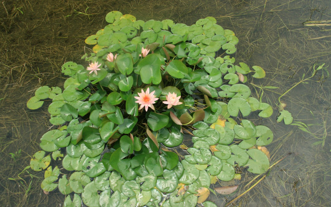 Обои картинки фото цветы, лилии, водяные, нимфеи, кувшинки