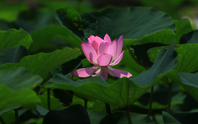 Обои картинки фото цветы, лотосы