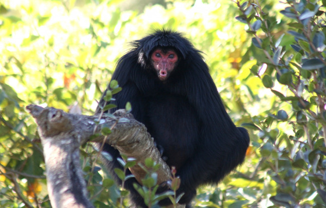 Обои картинки фото макака, аранья, животные, обезьяны, черный, ветка