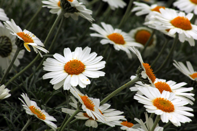 Обои картинки фото цветы, ромашки, белый, много