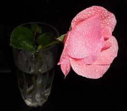 Картинка цветы розы роза