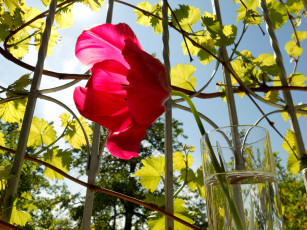 Картинка цветы тюльпаны тюльпан