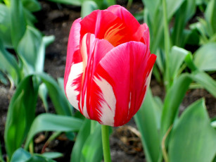 Картинка цветы тюльпаны тюльпан