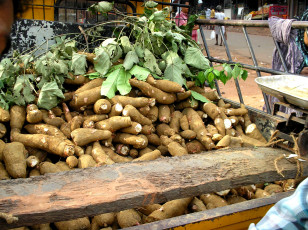 Картинка еда овощи корень