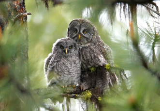 Картинка животные совы мама малыш