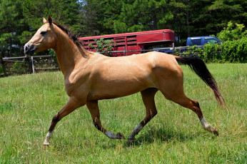 Картинка животные лошади гнедой грива