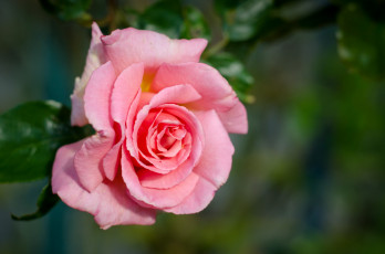 Картинка цветы розы розовый лепестки